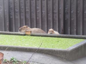 写真：トイレ中