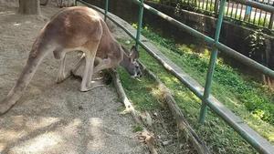 写真：落葉食べるカンガルー