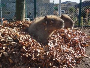 写真：カピバラ