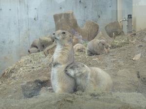 写真：動物