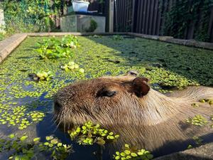 写真：カピバラとプール1