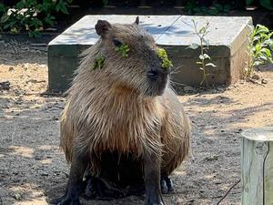 写真：水草とカピバラ