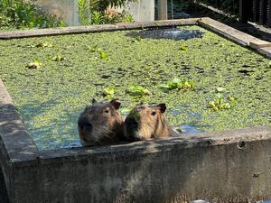 写真：ビビリンとセリナ