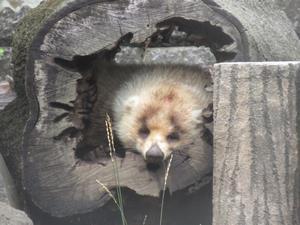 写真：アナグマ