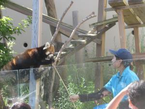 写真：レッサーパンダ