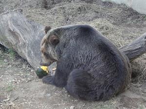 写真：エゾヒグマとカボチャ