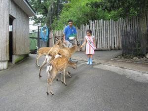 写真：シカ