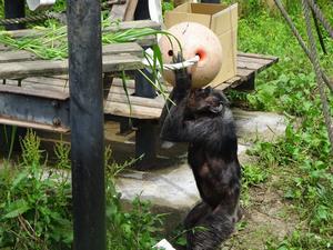 写真：ブイの中に入れたご飯を見つけたマツコさん