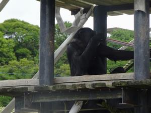 写真：消防ホースの中の朝ごはんを確認するフクちゃん