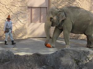 写真：カボチャ食べるゾウ