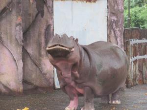 写真：カボチャを食べるチャポン