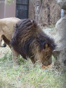 写真：お肉を食べるキボウ