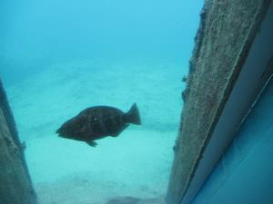 写真：名前は忘れた魚