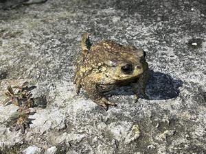 写真：ミヤコヒキガエル