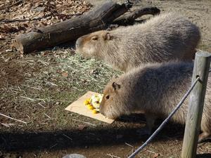 写真：ケーキを食べるカピバラ