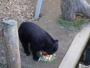 写真：クマケーキ