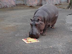 写真：カバケーキ