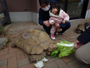 写真：カメに会いに来た