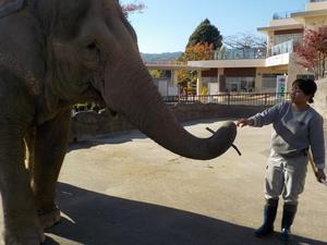 写真：ミネコとサトウキビ