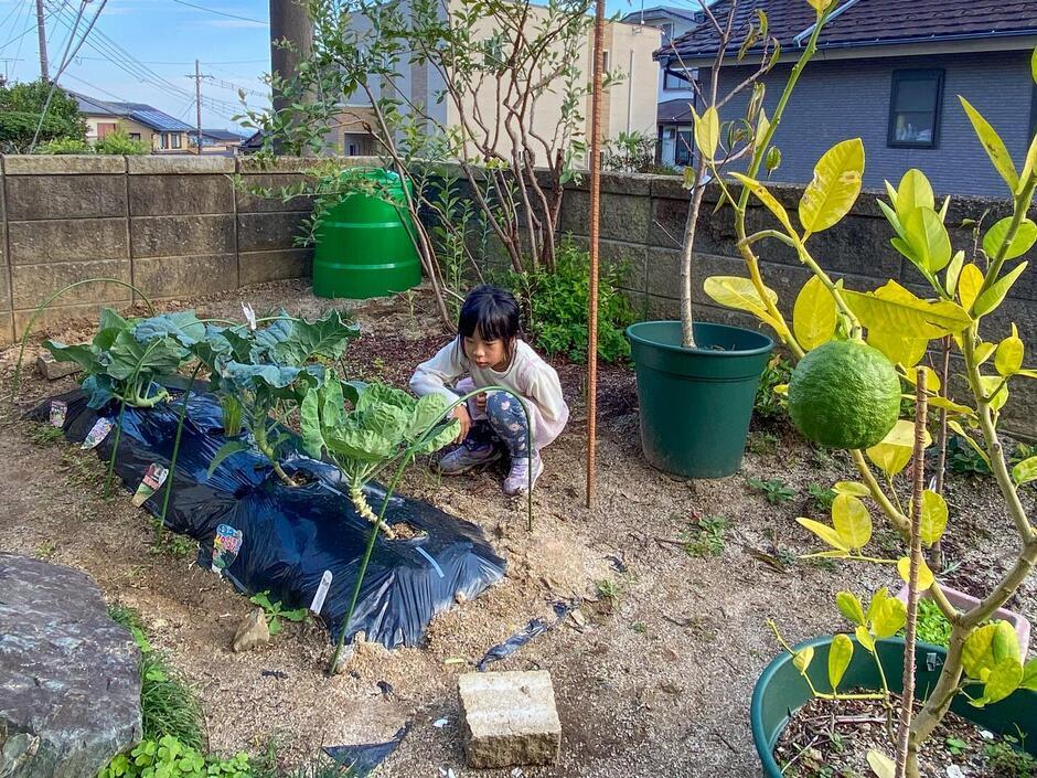 写真：菜園