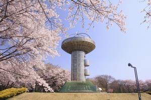 写真：桜とパノラマ公園