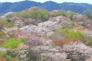 写真：助川山