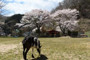 写真：たかはら自然塾