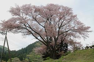 写真：二十三夜尊の桜