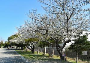 写真：大みか小学校