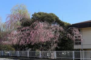 写真：多賀中学校