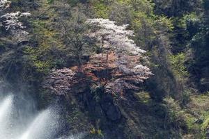 写真：十王ダムの石割桜