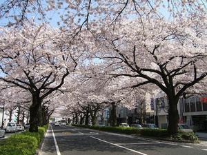 写真：平和通り1