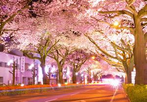 写真：平和通り2