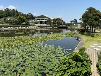 鯉のいる池の写真