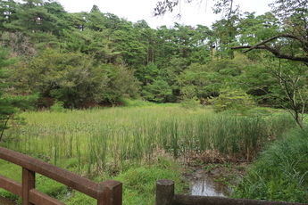 小木津山湿地の写真1