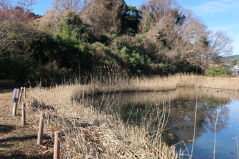 横内公園水辺の写真