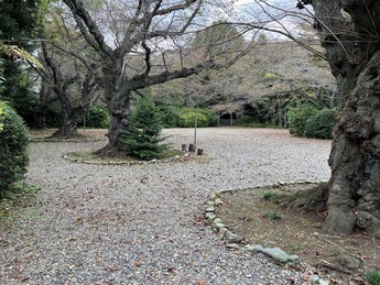 熊野神社桜の写真