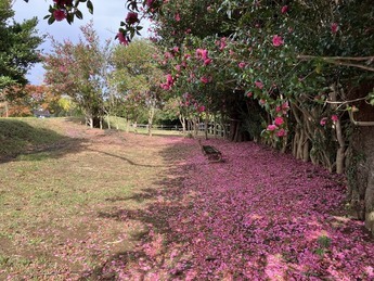 助川城跡公園の写真2