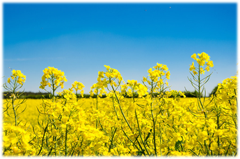 写真：菜の花畑