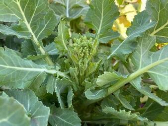 菜の花（蕾あり）