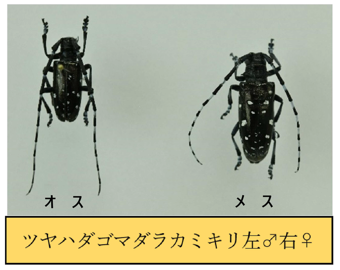 ツヤハダゴマダラカミキリとは