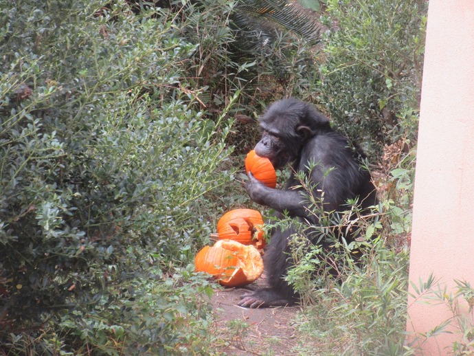 チンパンジーとハロウィン