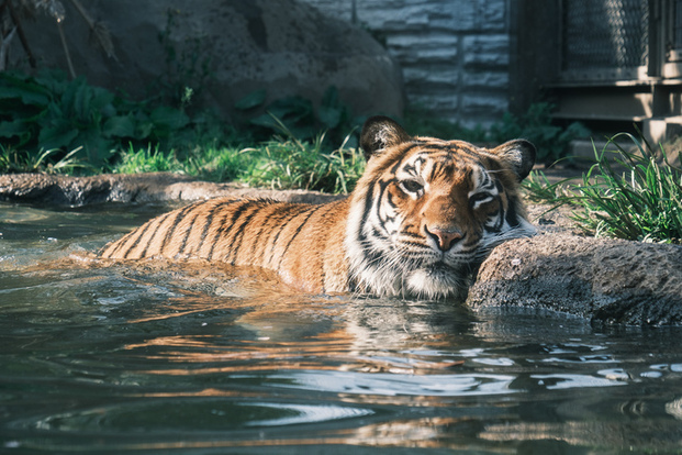 特別賞3猛獣の水浴び