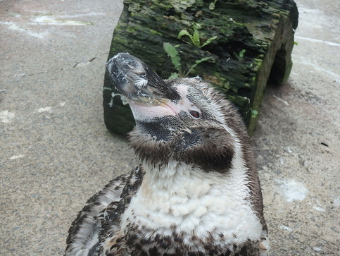 ペンギン換羽中