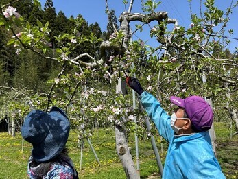 果樹栽培の手伝いの写真