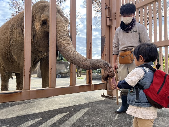 アジアゾウ