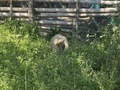 緑地の中にいるカピバラ
