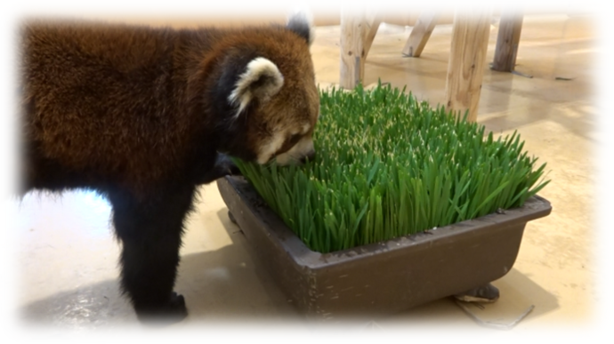 レッサーパンダ