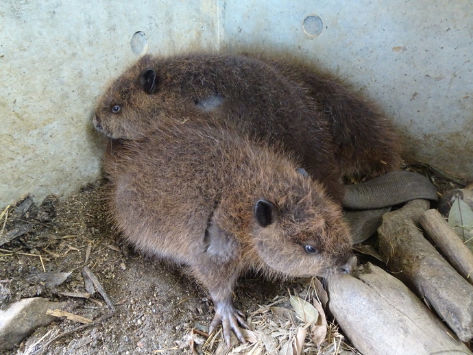アメリカビーバーの4つ子の赤ちゃん