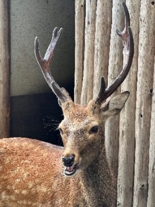 シカの角のはなし